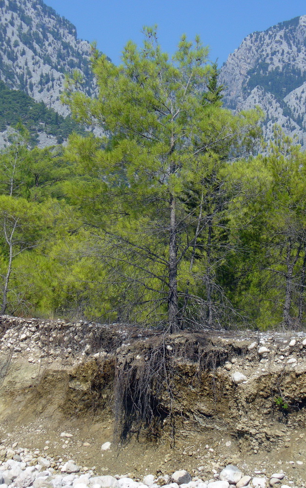 Image of Pinus brutia specimen.