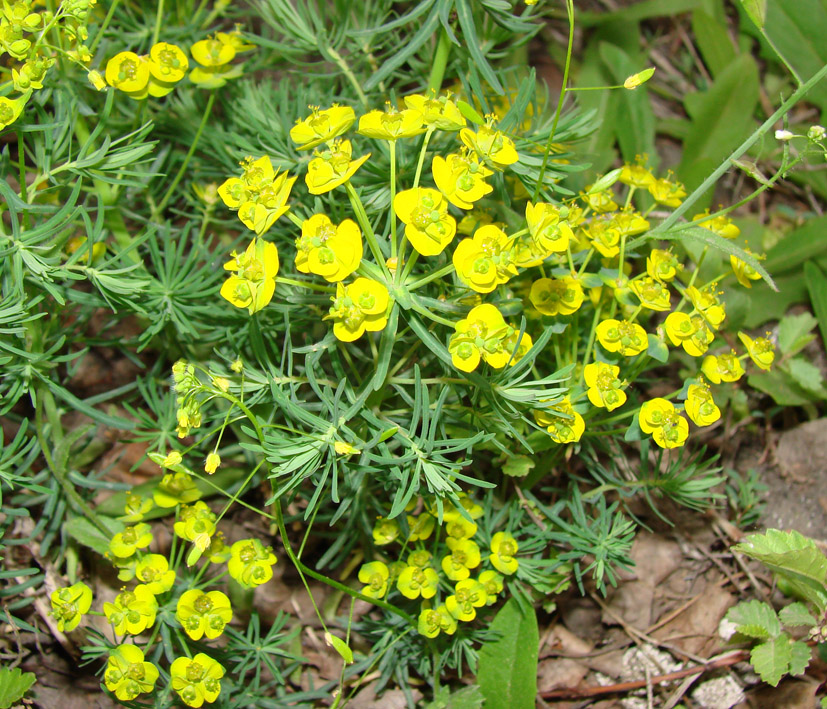 Изображение особи Euphorbia cyparissias.