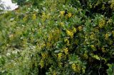 Berberis vulgaris. Ветви цветущего кустарника. Карелия, Ладожское озеро, остров Валаам. 21.06.2012.