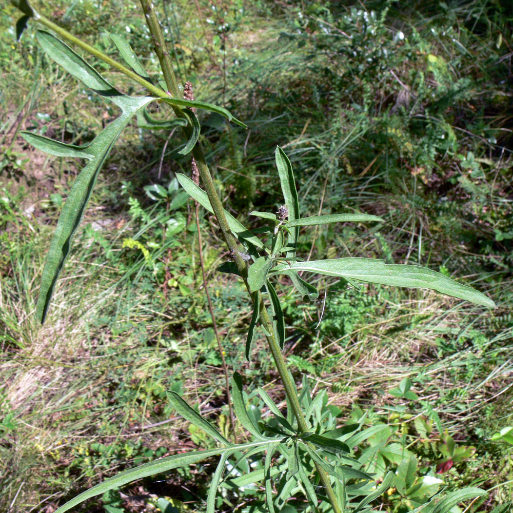 Image of Centaurea scabiosa specimen.