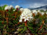 Ledum decumbens