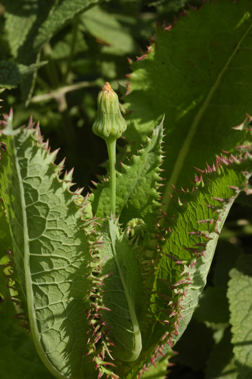 Image of Sonchus asper specimen.