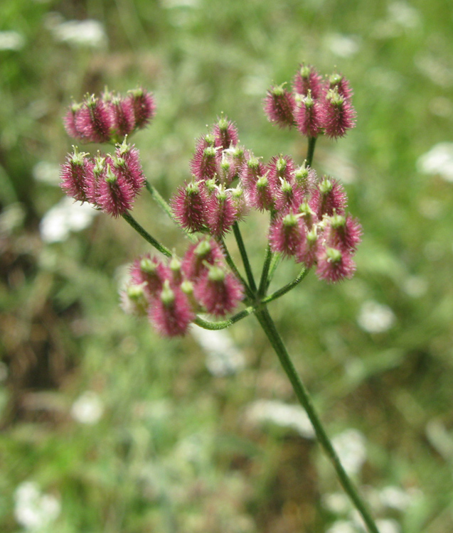 Image of Torilis arvensis specimen.