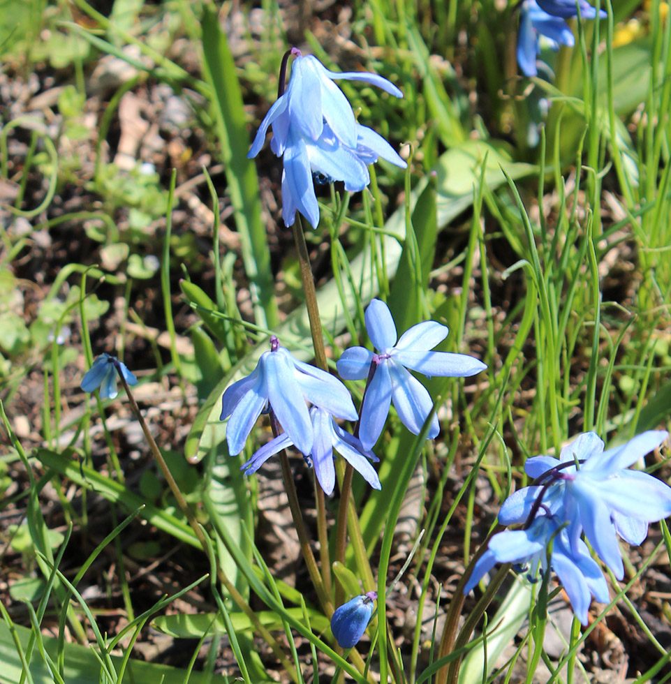 Изображение особи Scilla siberica.