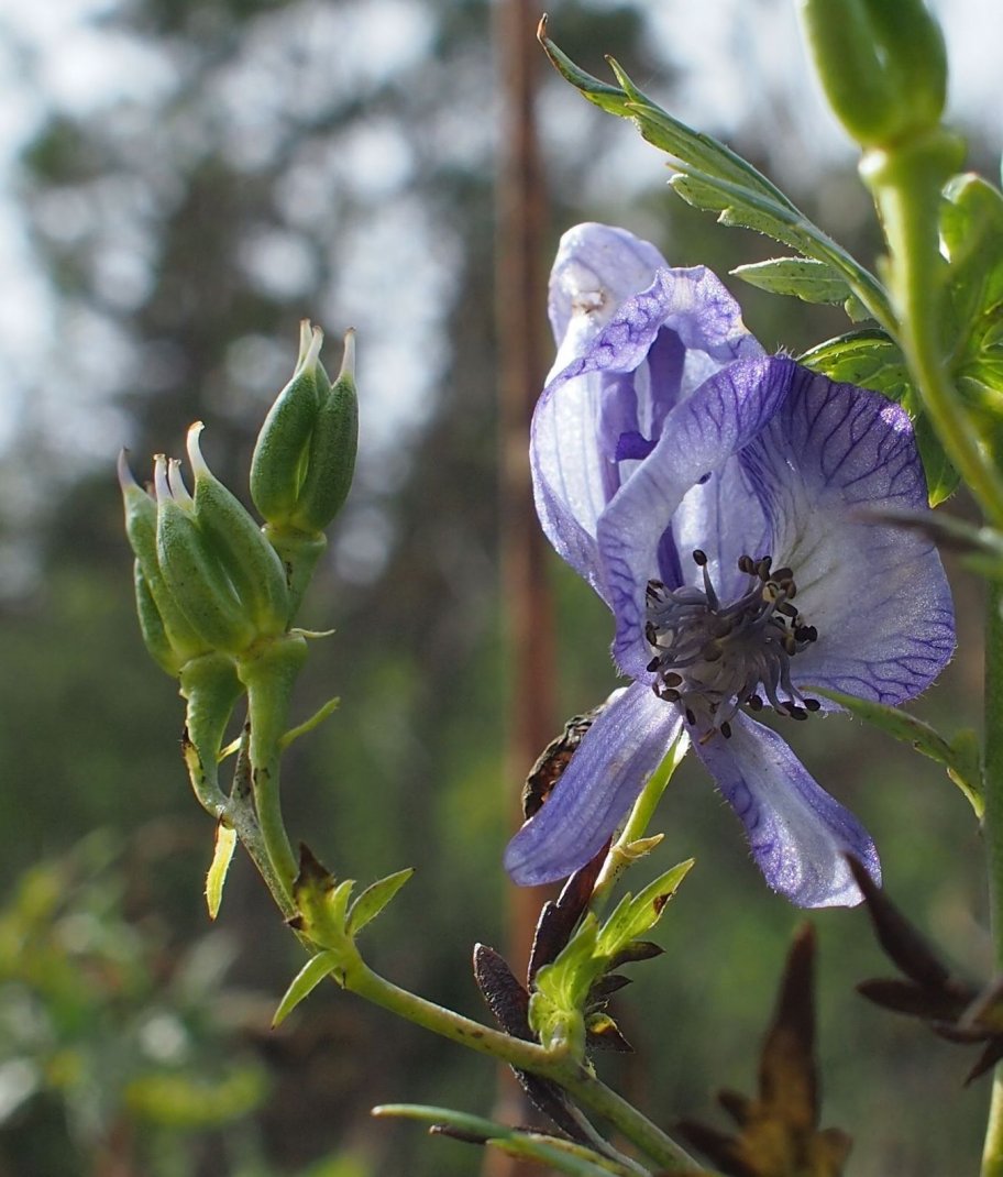 Изображение особи Aconitum nasutum.