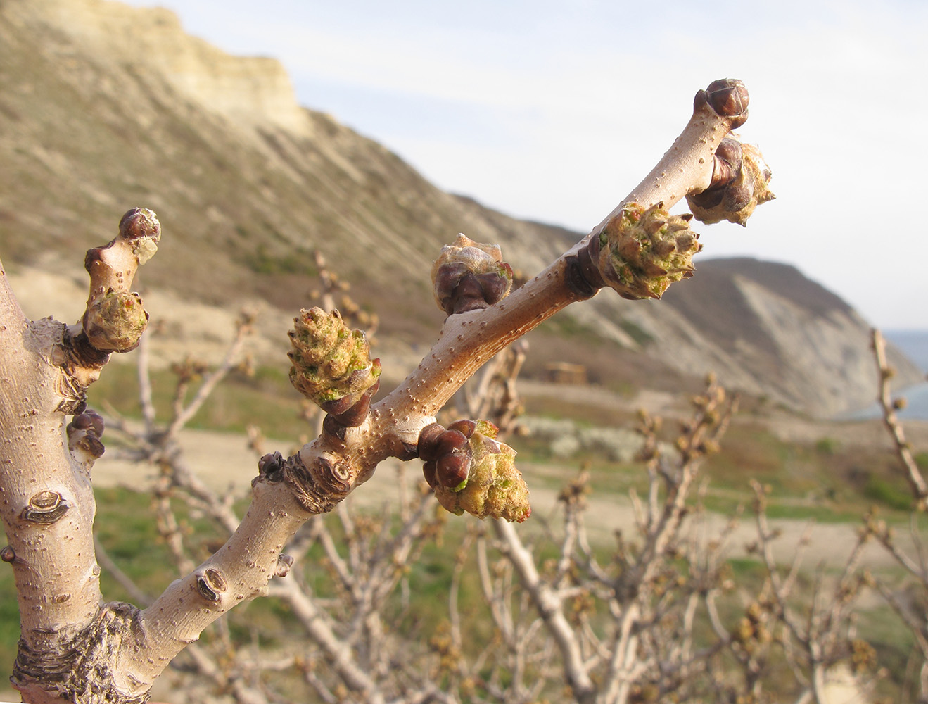 Image of Pistacia mutica specimen.