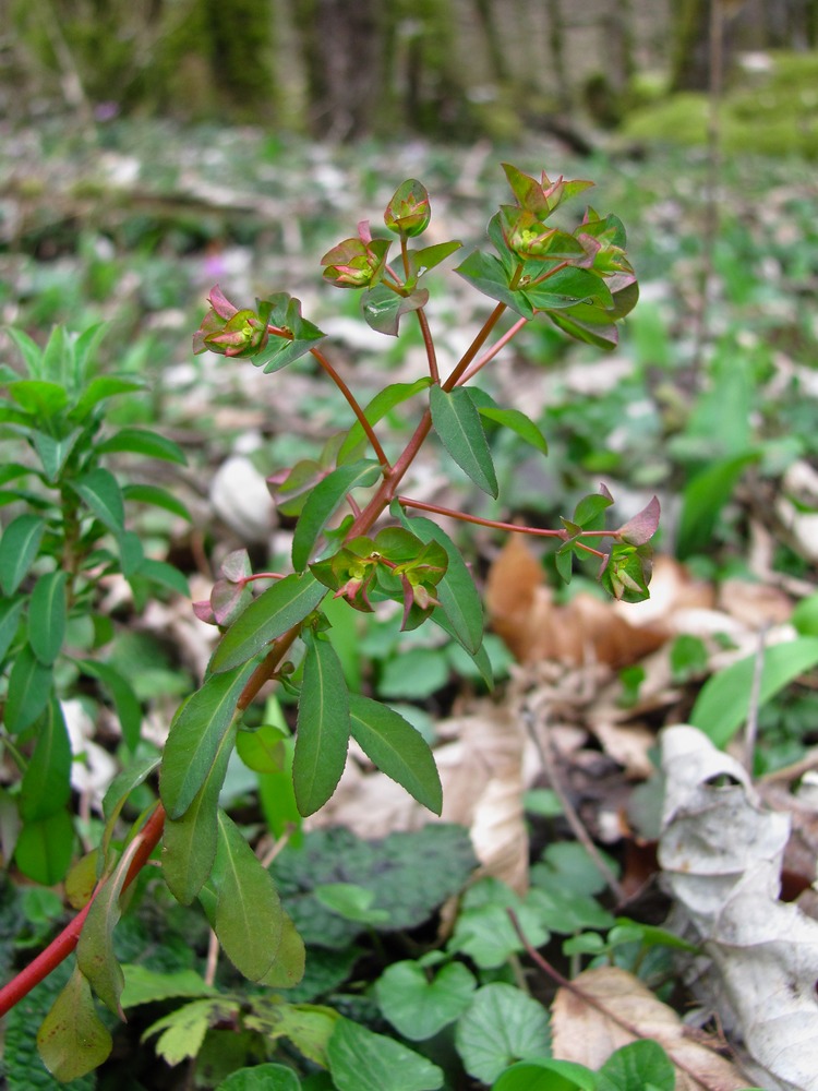 Image of Euphorbia stricta specimen.