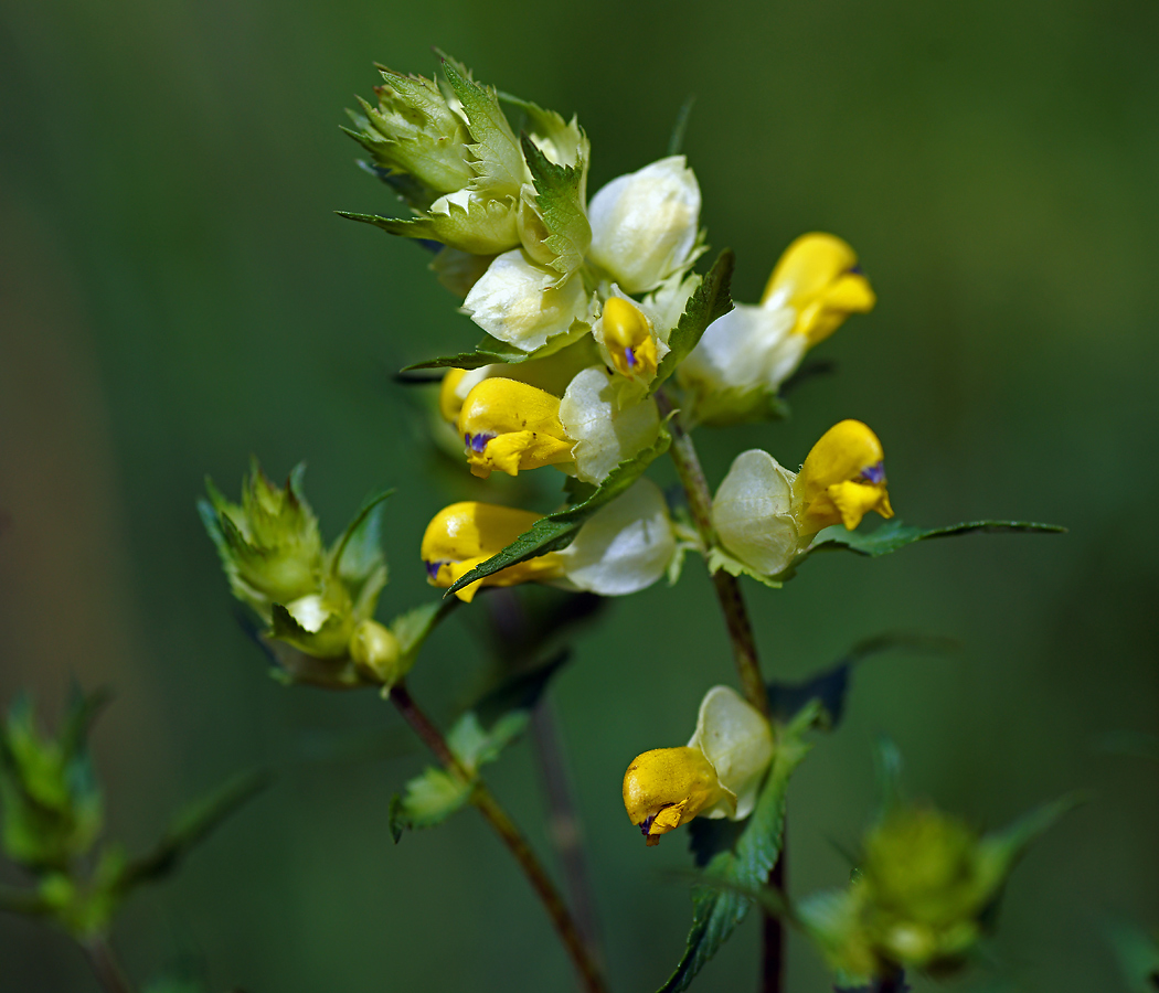 Изображение особи род Rhinanthus.