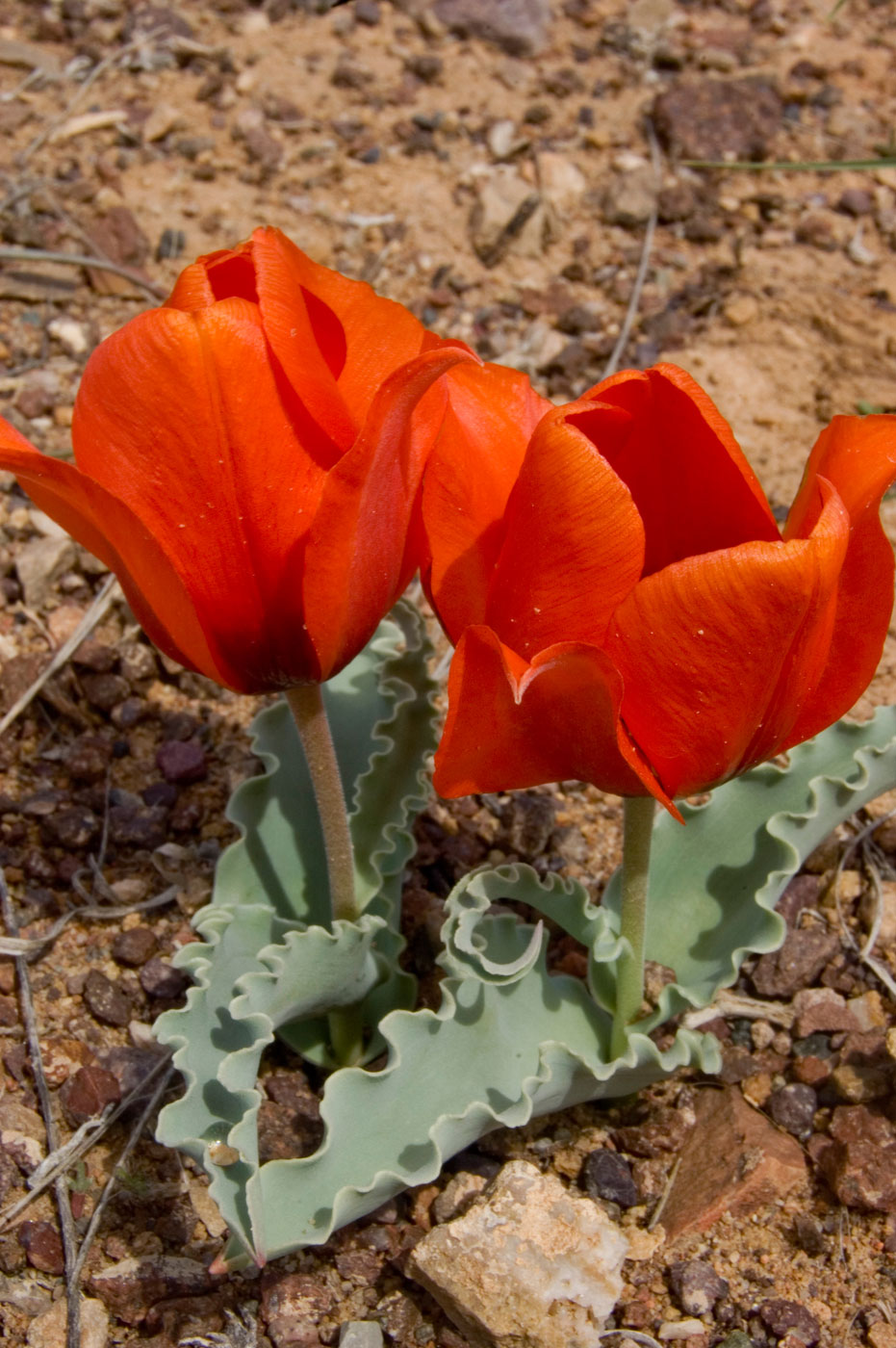 Изображение особи Tulipa alberti.