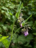 Symphytum officinale. Верхушка цветущего растения. Беларусь, Витебская обл., пос. Езерище, край дренажной канавы. 12.06.2014.