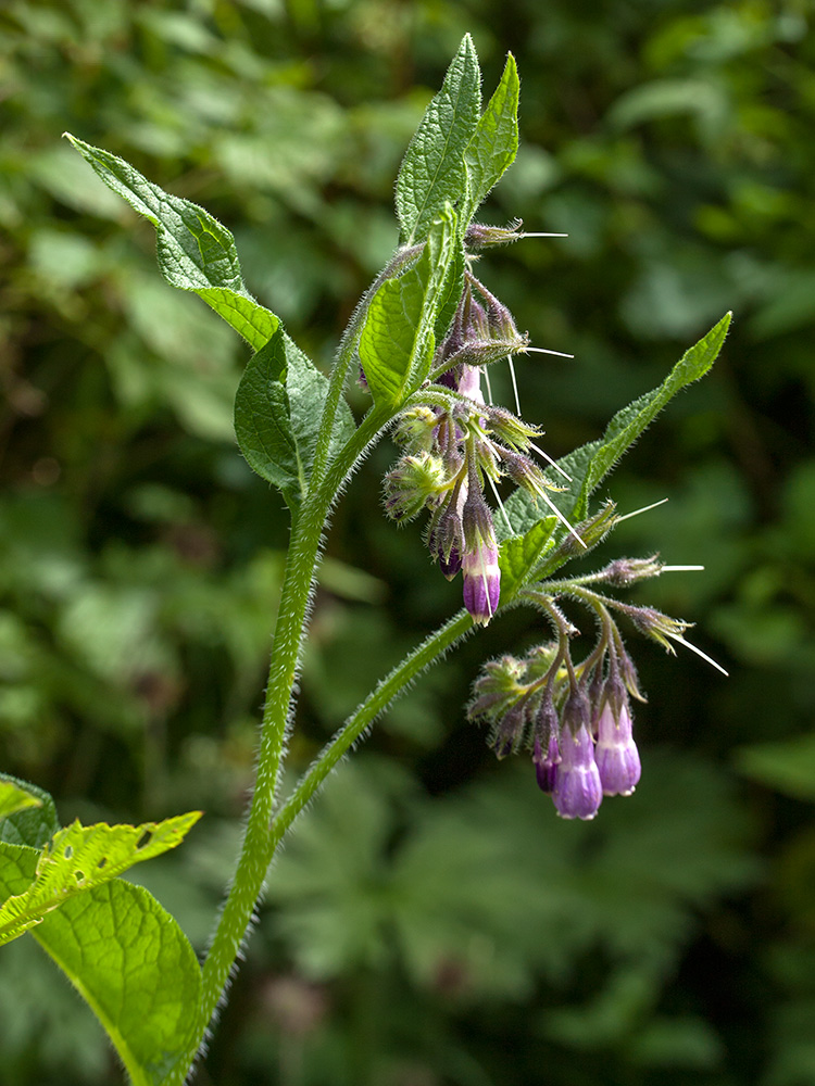 Изображение особи Symphytum officinale.