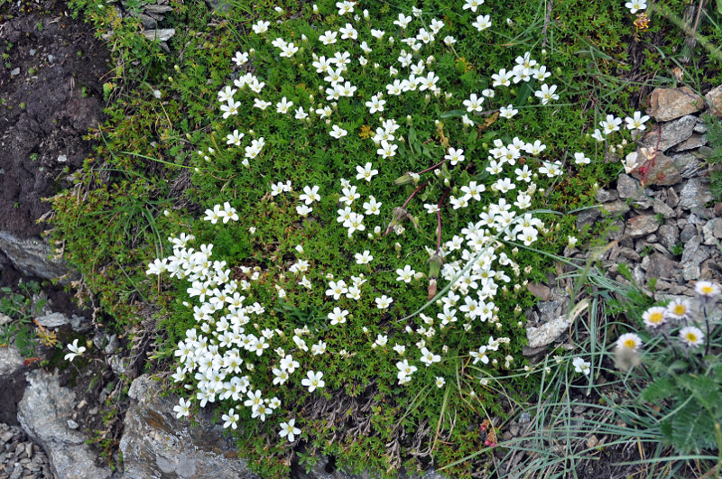 Image of Minuartia imbricata specimen.