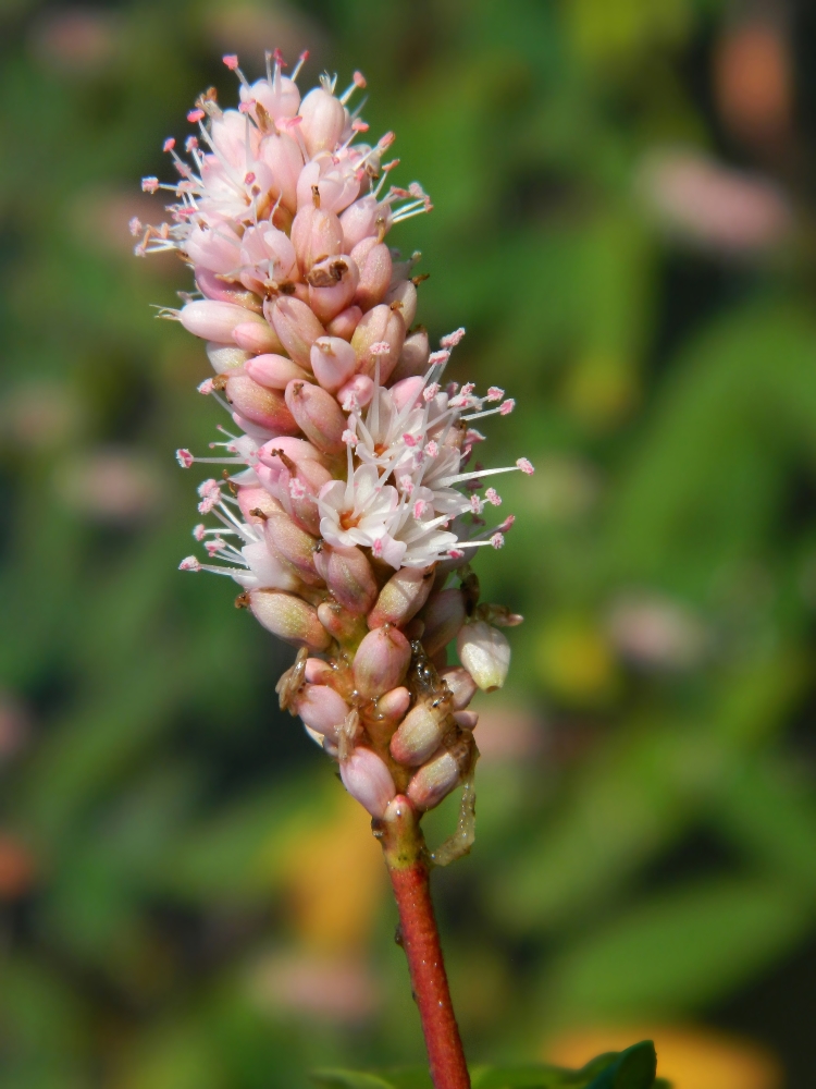 Image of Persicaria amphibia specimen.