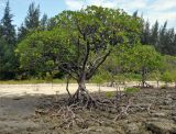 Rhizophora mucronata. Деревья во время отлива. Андаманские острова, остров Северный Андаман, окр. г. Диглипур, каменисто-песчаный пляж. 09.01.2015.