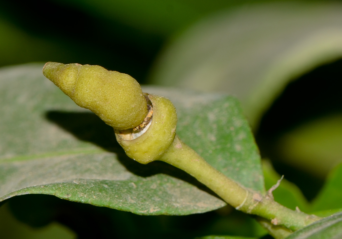 Image of Citrus limon specimen.