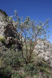 Sorbus persica