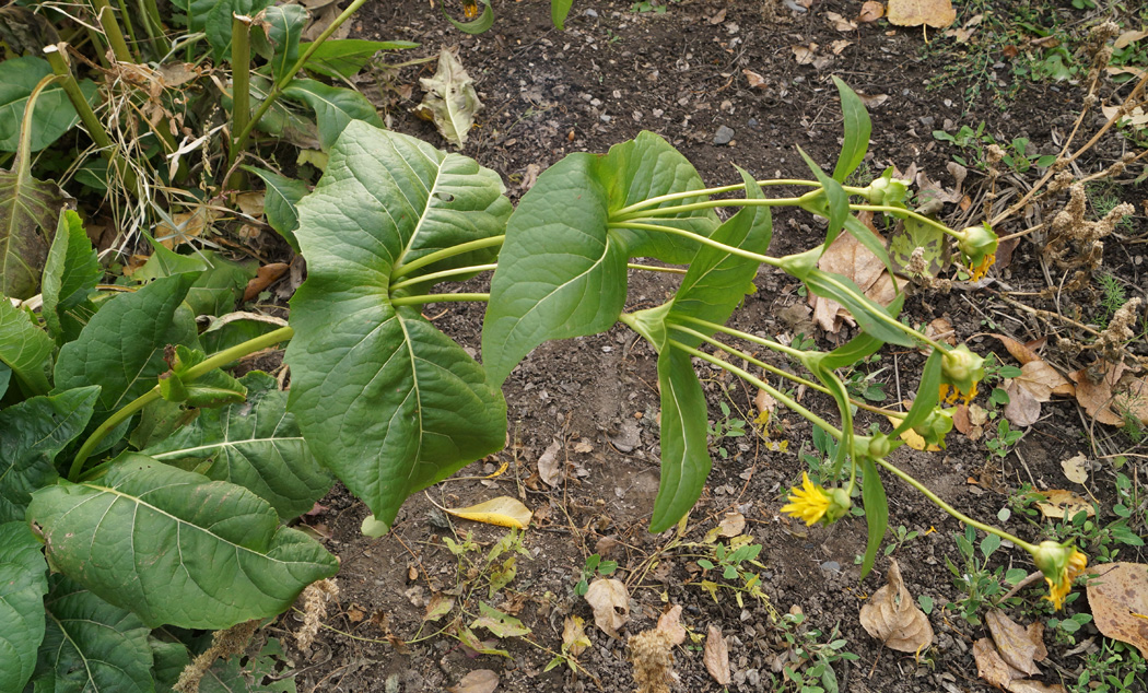 Image of Silphium perfoliatum specimen.