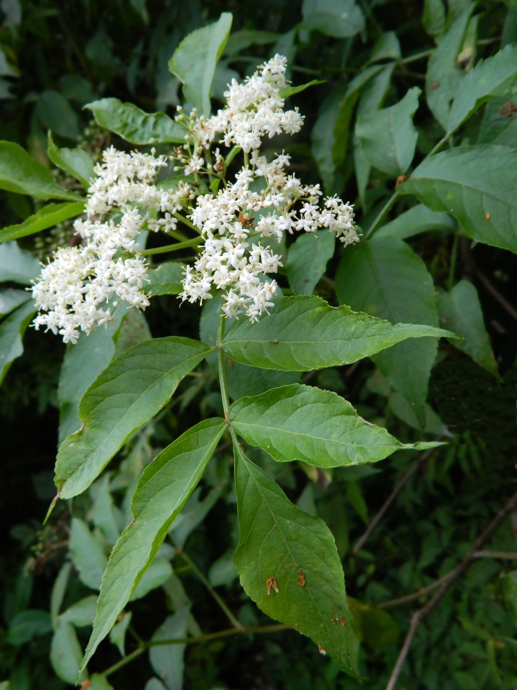 Image of Sambucus nigra specimen.