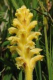 Orobanche alsatica