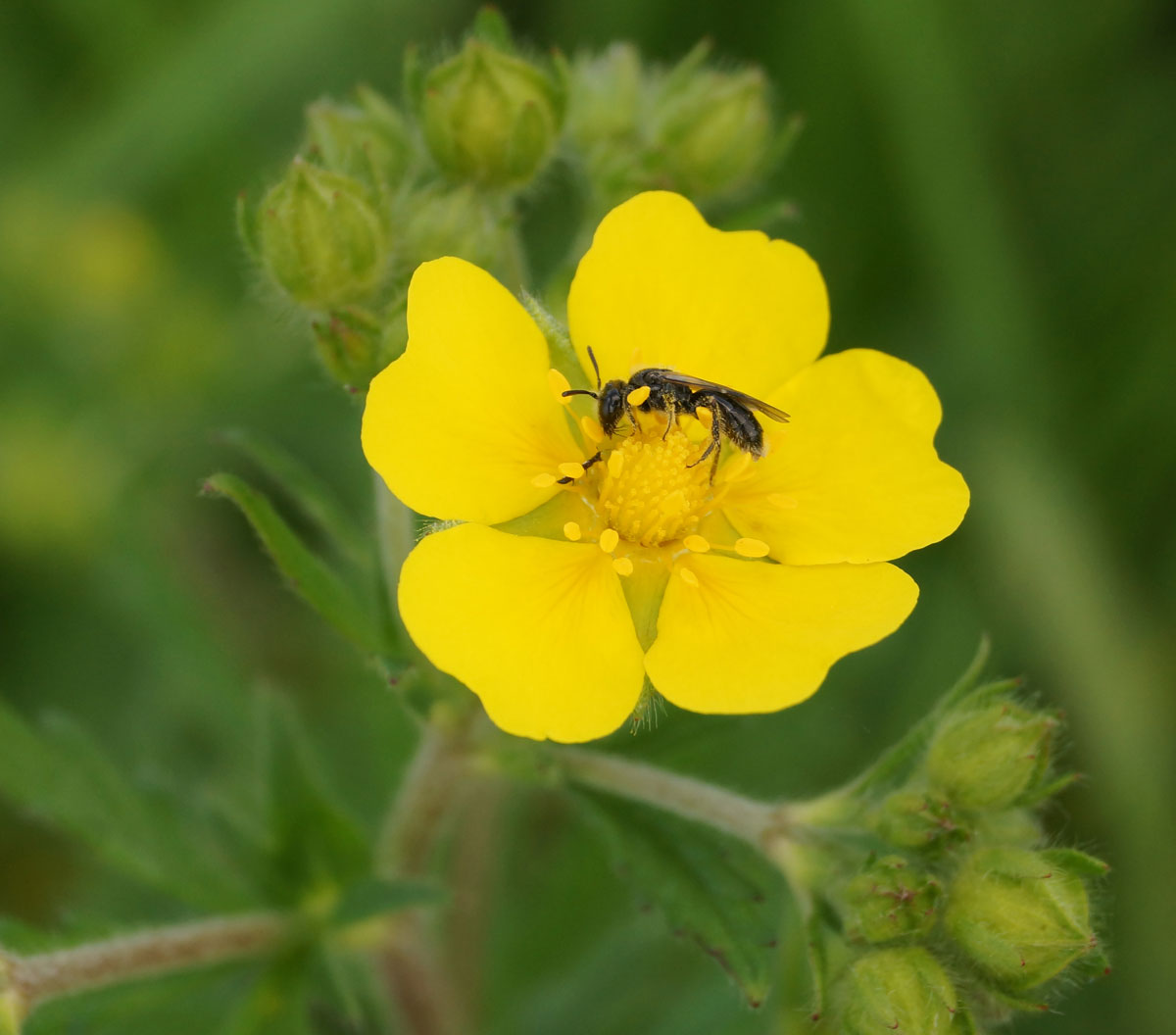 Image of Potentilla recta specimen.