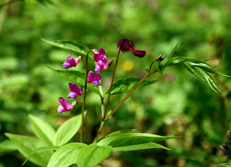 Изображение особи Lathyrus vernus.