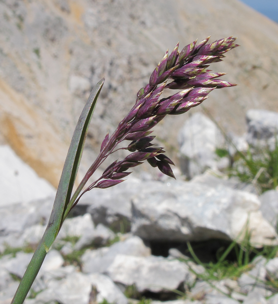 Image of Poa alpina specimen.