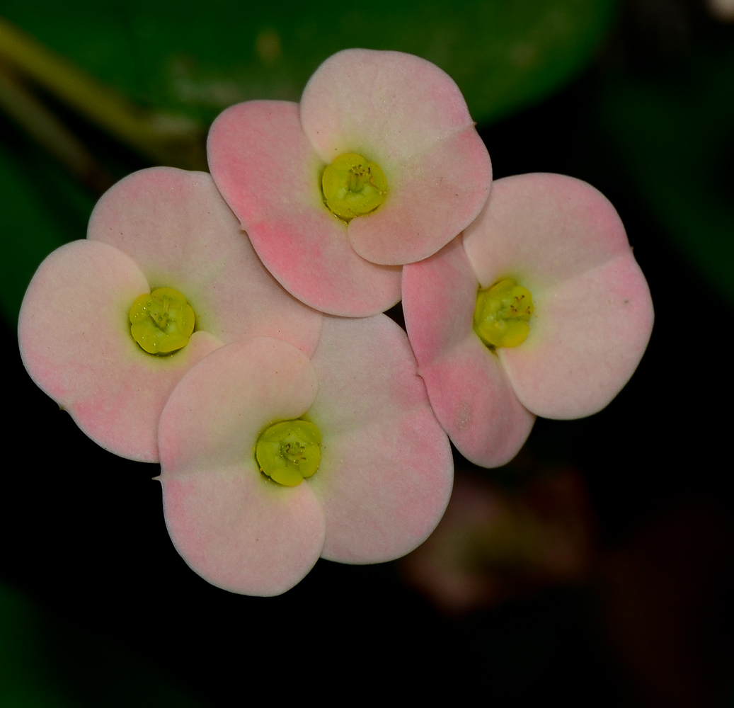 Image of Euphorbia splendens specimen.