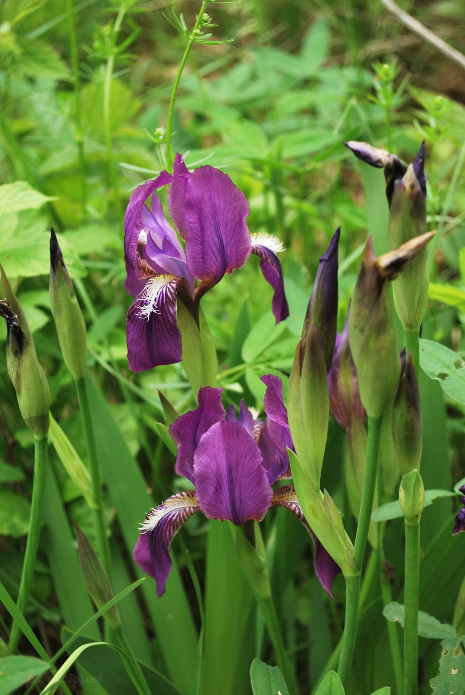 Image of Iris aphylla specimen.