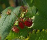 Fragaria vesca. Соплодие с плодами разной степени зрелости. Московская обл., Раменский р-н, окр. дер. Хрипань, садовый участок. 21.06.2016.