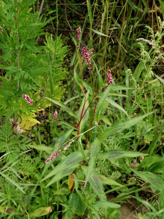 Image of Persicaria maculosa specimen.