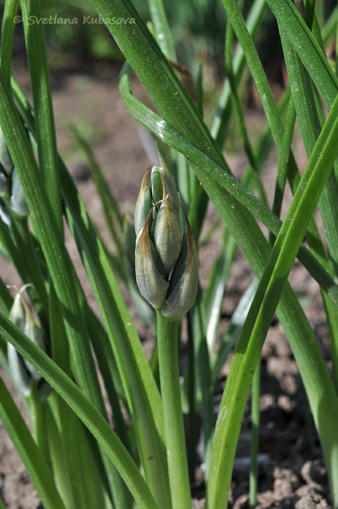 Image of Ornithogalum nutans specimen.