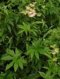 Смотреть изображение Filipendula palmata