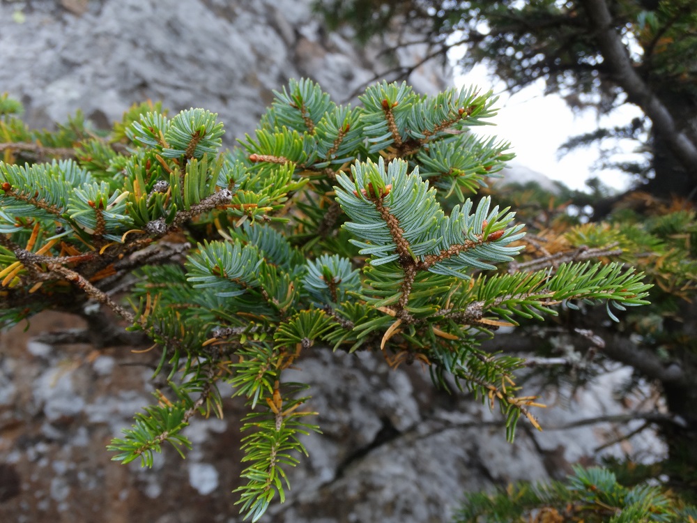 Image of Picea ajanensis specimen.