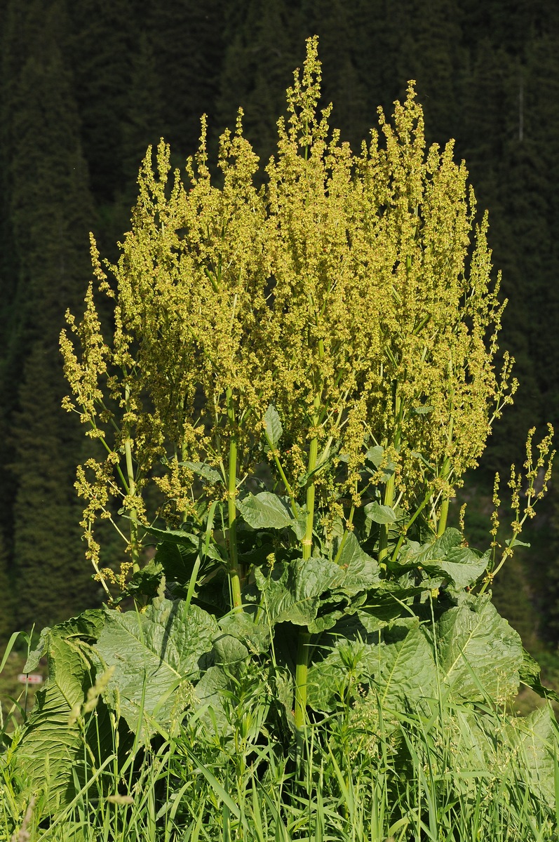 Image of Rumex tianschanicus specimen.