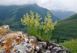 род Galium. Цветущее растение на камне. Северная Осетия, Алагирский р-н, окр. пос. Верхний Фиагдон, ≈ 1200 м н.у.м., остепнённый склон. 04.07.2016.