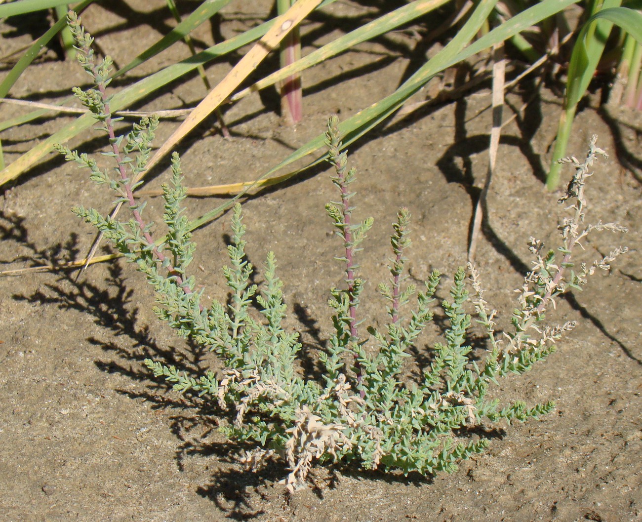 Image of Myricaria bracteata specimen.