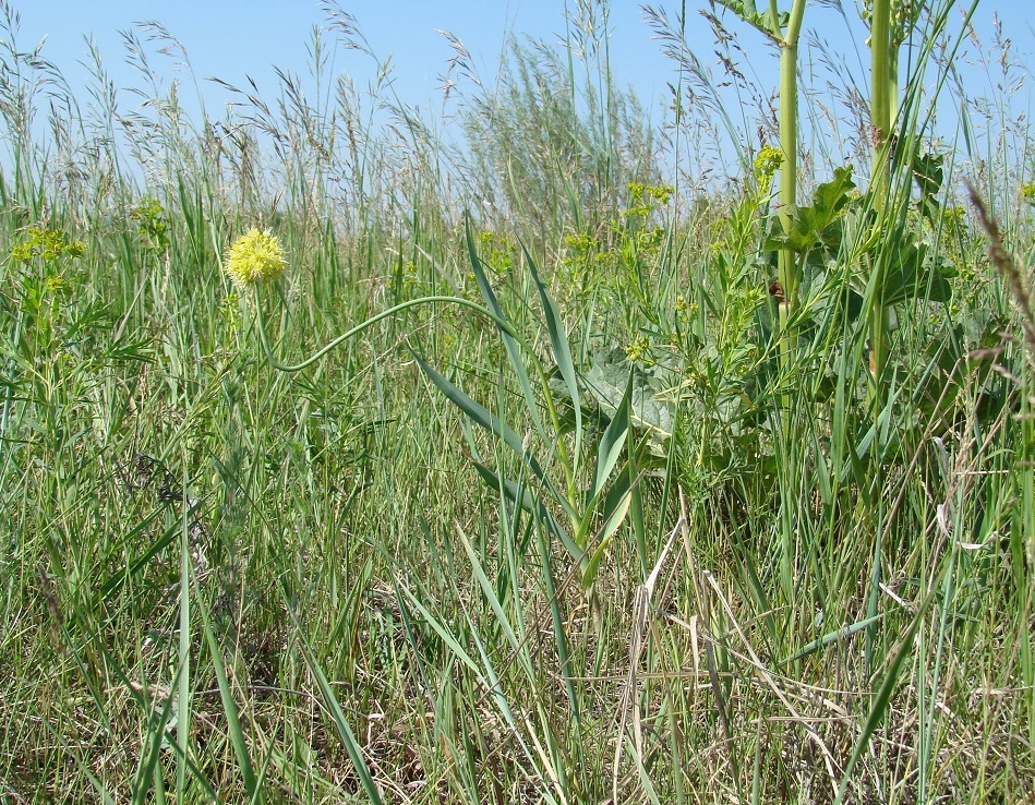 Image of Allium obliquum specimen.