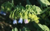 Mertensia maritima. Верхушка цветущего и плодоносящего побега. Сахалинская обл., Томаринский р-н, окр. г. Томари, берег Татарского пролива. 16.08.2016.