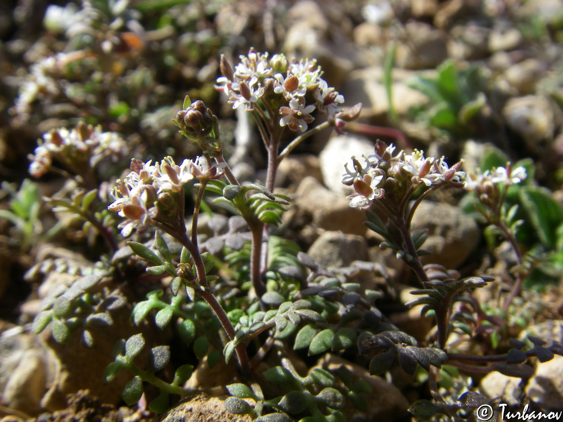 Изображение особи Hornungia petraea.