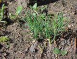 Смотреть изображение Pinus uncinata