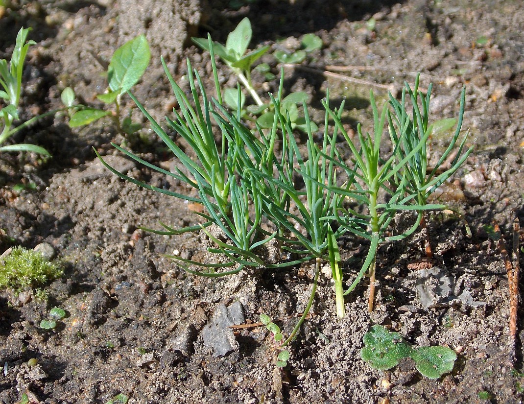 Изображение особи Pinus uncinata.