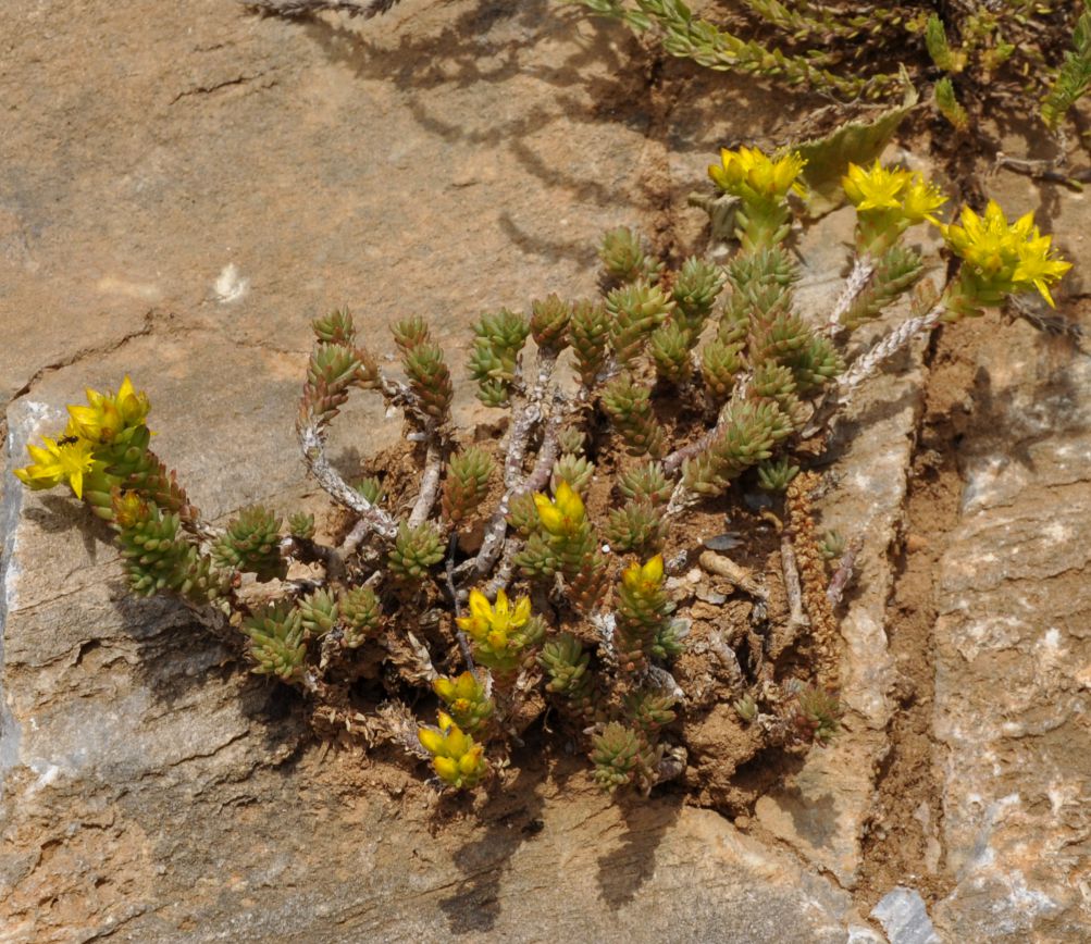 Image of Sedum urvillei specimen.