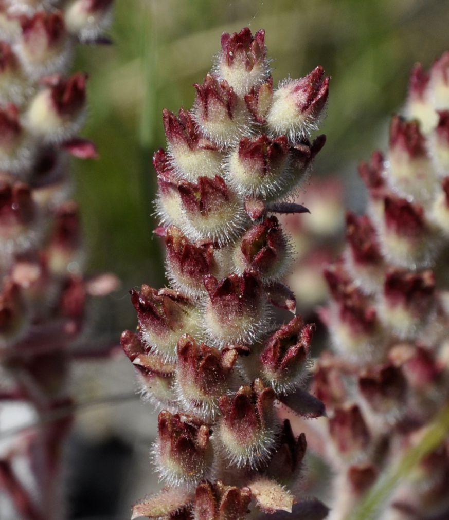 Изображение особи Saxifraga federici-augusti ssp. grisebachii.