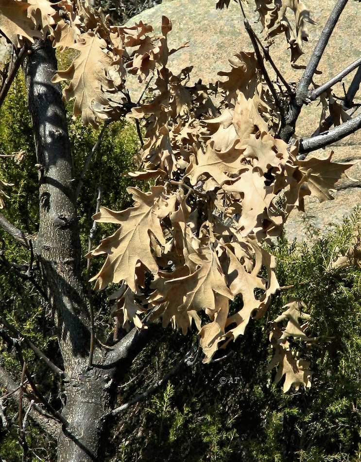 Изображение особи Quercus pyrenaica.