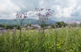 Aster tataricus