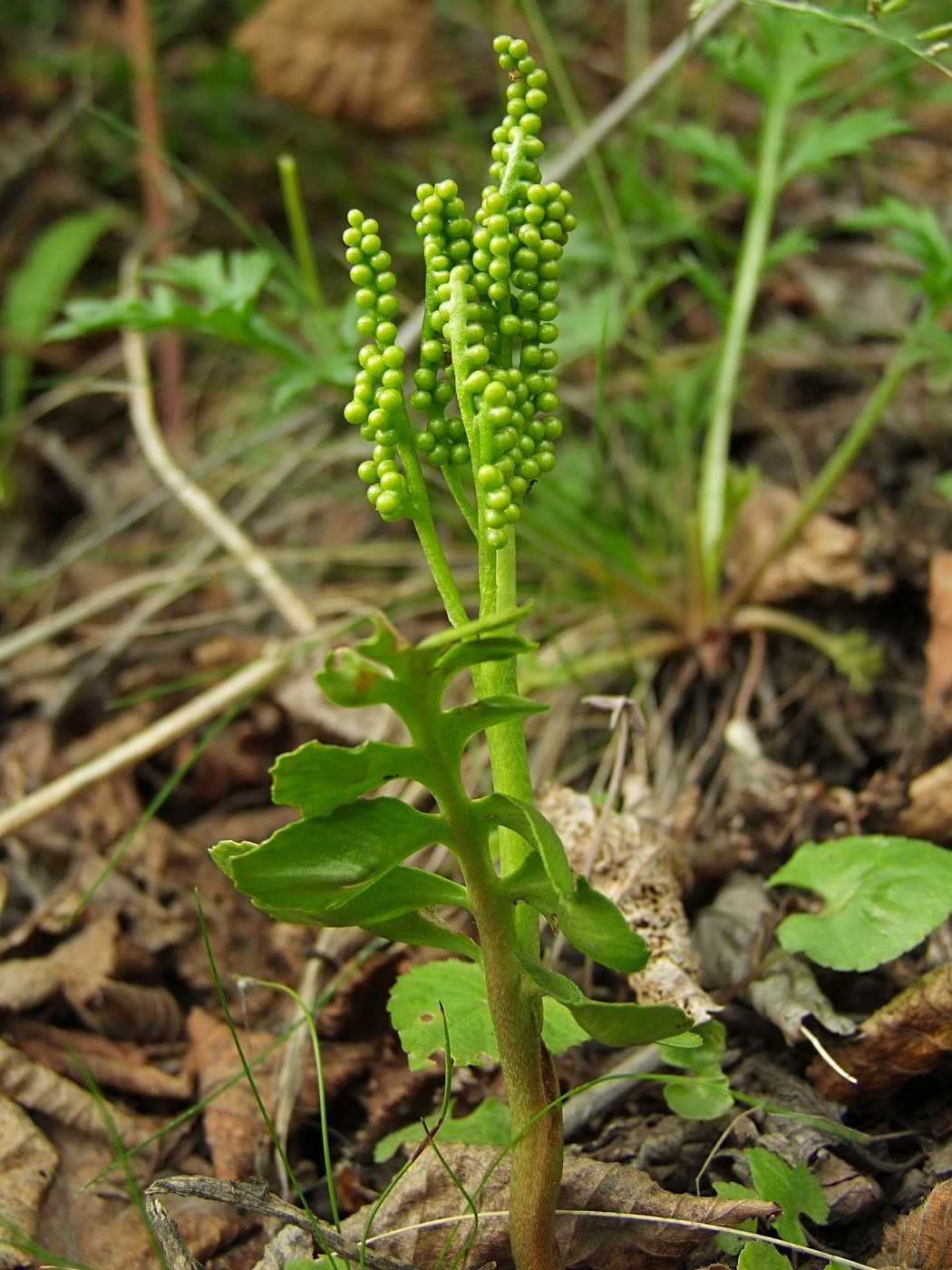 Изображение особи Botrychium alaskense.