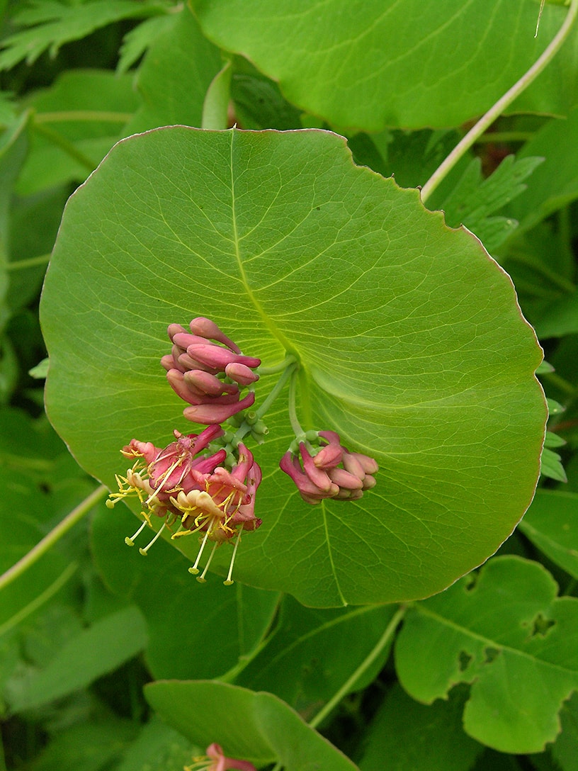 Изображение особи Lonicera dioica.