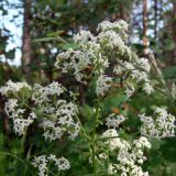 Galium boreale. Верхушка цветущего растения. Свердловская обл., окр. г. Североуральск, опушка сосново-елового леса. 15.07.2009.