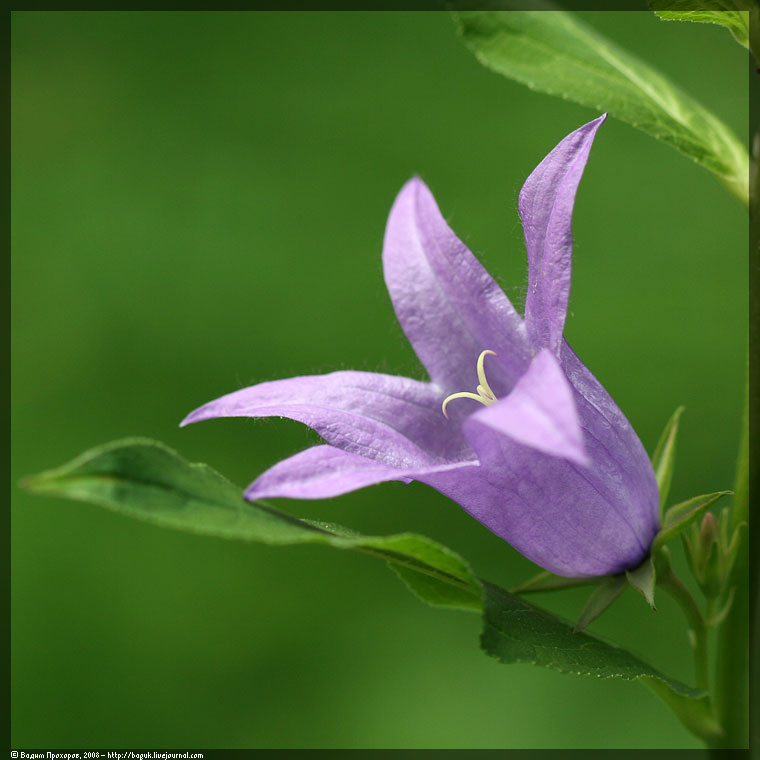 Image of Campanula latifolia specimen.