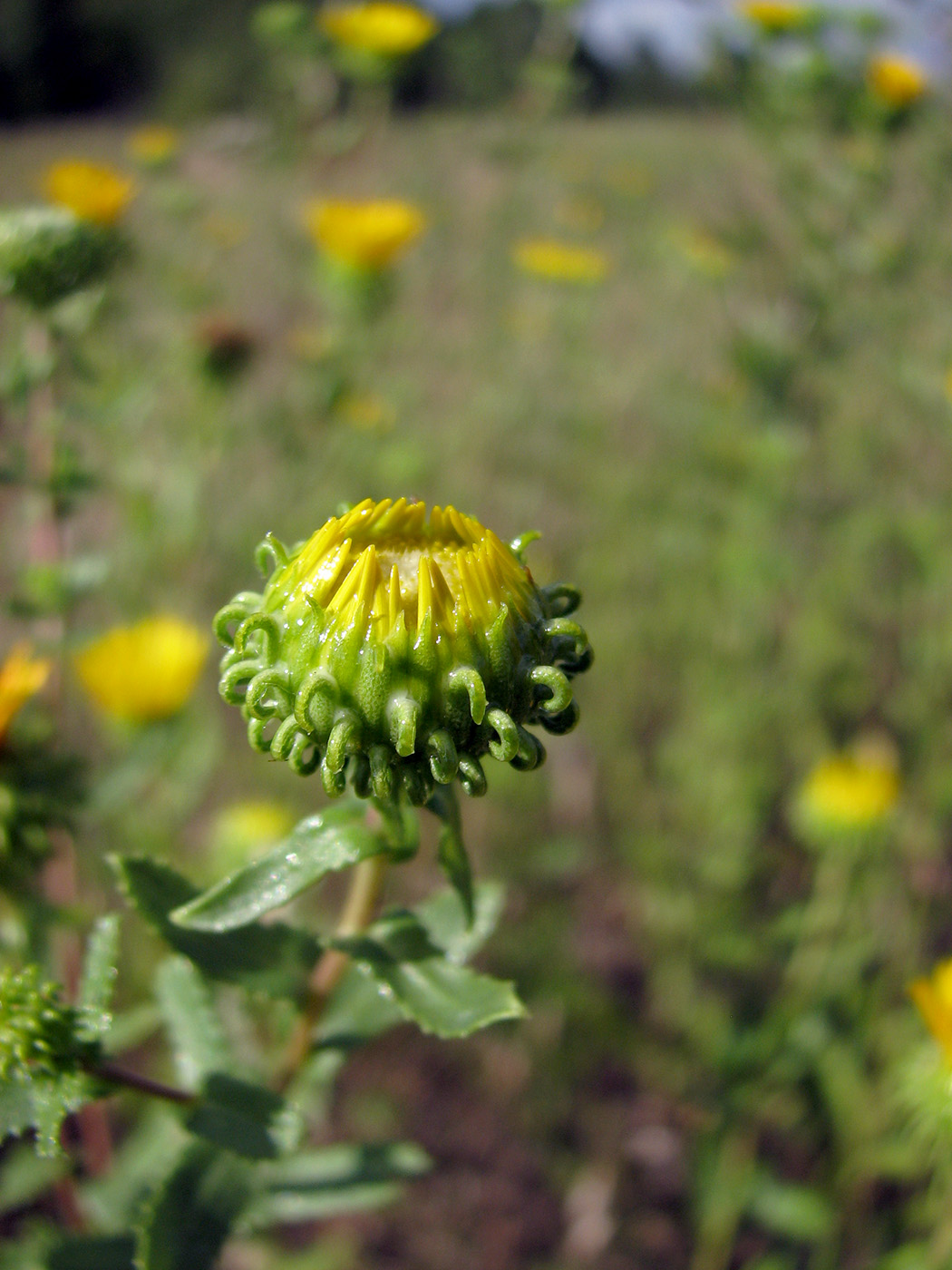 Изображение особи Grindelia squarrosa.